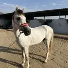 حصان شعبي سليم شرط