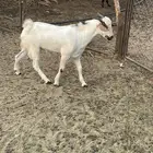 مشروع تيس فحل