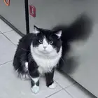 قط للتبني