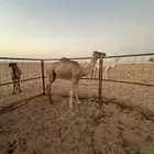 قعود