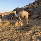 رحول للبيع طابع على الشرط