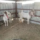 تيوس هولنديات