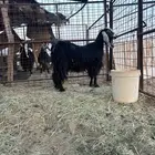 عنز تامه حليب شرط