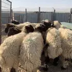 خرفان للبيع