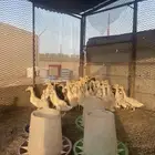 صوص بط بكيني سوبر جامبو