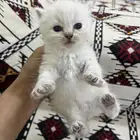 قطط لتبني مع امهم