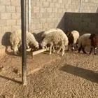 نعيم