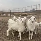طليان حريه