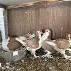 للبيع زوج شيرازي لاهوري اصفر
