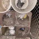 حمام بلدي شرط انتاج