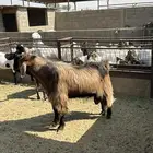 تيس مصري فاخر