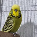 زوج بادجي انجليزي