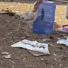 دجاج باكستاني
