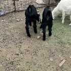 تيوس عوارض صغار 2 الموقع السلام طريق تبوك الجديد