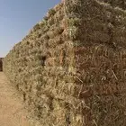 للبيع ذرة جيزانيه حمراء