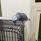 كاسكو انثى للبيع
