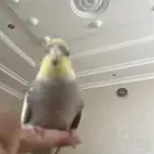 كروان للبيع لعوب و أليف أنثى عمرها 8 شهور