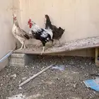 دجاج عربي وبكستاني