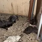 داجاج وحمام فرنسي وحمام سنتايت