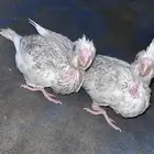 فروخ كروان