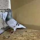 ذكر زاجل سباق (تم البيع )