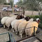 عشر خرفان نعيم ورخلتين طيبات جذاعات
