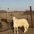 فحل حري صنف الصنف