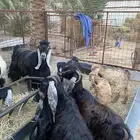5 معزا عوارض معهم فحل