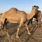 ناقه لقحه البيع بقي شهرين وتلد فيه عصب ميضر على قومتها