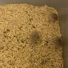 هامستر روسي لطيف