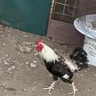للبيع ديك ترثة دندراوى