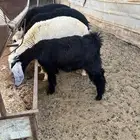 جفره عمرها 5 شهور الى 5 شهور ونص