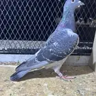انثى زاجل ( هاردي كروغر بلاك باور x هاري )