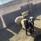 خرفان للبيع