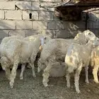 طليان