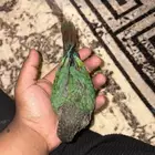 كنيور بلو شيك تم البيع
