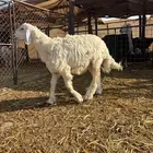 شمال المدينه 60 كيلو طريق تبوك