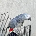 ببغاء كاسكو متكلم أليف