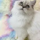 قطة انثى للبيع