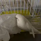 روز البينو
