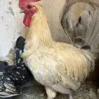 ديوك فيومي