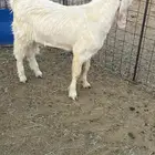 للبيع تيس شامي طيب بالحيل