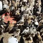 صوص بلدي