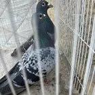 للبيع زوج زاجل