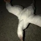 لايجي الا الصامل