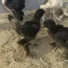 صيصان براهما