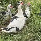 بط مصري مسكوفيه منتج بياض شرط