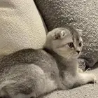 قطة سكوتش فولد
