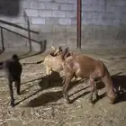 عدد7 جفران ذكور