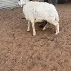 طلي حري كفو